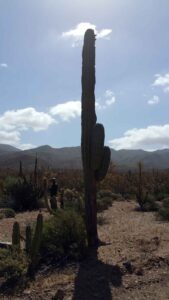 Big Bikes in Baja - The Essentials
