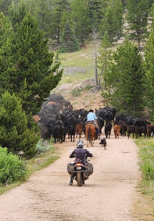 Cows_Motorcycle